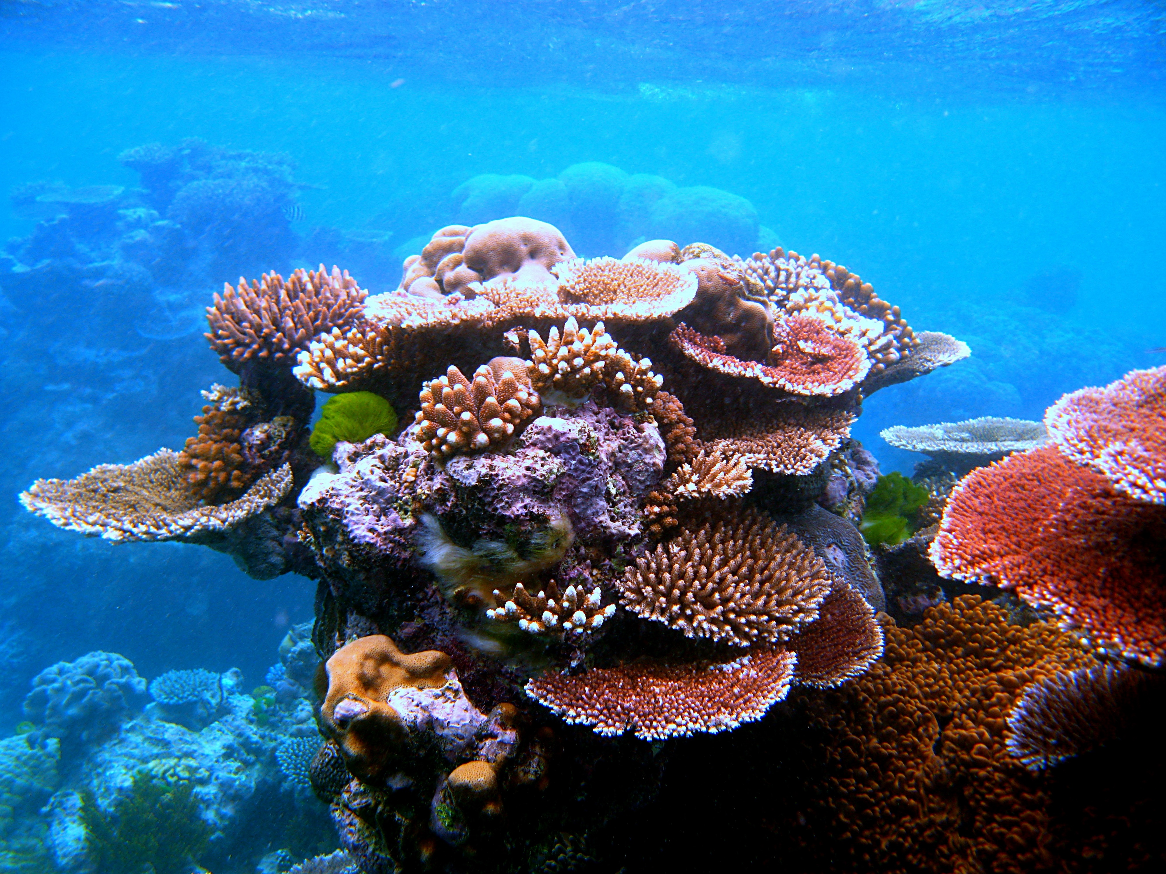 Coral Sr/Ca Calibration - An Example from Dry Tortugas - Home